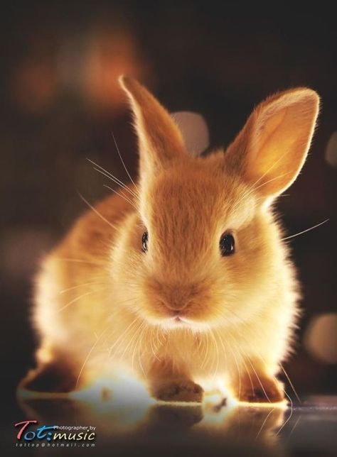 Baby Bunnies, Brown Rabbit, Bunny Pictures, Cute Animal Pictures, Cute Creatures, Sweet Animals, Animal Photo, Cute Little Animals