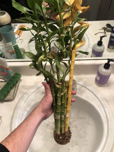 How To Care For Bamboo Plant, Bamboo Vase Ideas, Lucky Bamboo Decor, Bamboo Plant Indoor, Lucky Bamboo Care, Bamboo House Plant, Bamboo Plant Care, Plant Knowledge, Indoor Bamboo