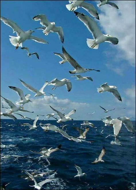 A Flock Of Seagulls, Flock Of Seagulls, Sea Birds, Birds Flying, Beach Scenes, Wild Birds, Bird Feathers, Birds In Flight, Beautiful Birds