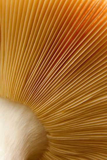 Nature photography of an orange mushroom.  Capturing its natural texture and color. Mushroom Mood Board, Mushroom Underside, Foto Macro, Natural Structures, Texture Inspiration, Mushroom Fungi, Close Up Photography, Organic Design, Natural Forms