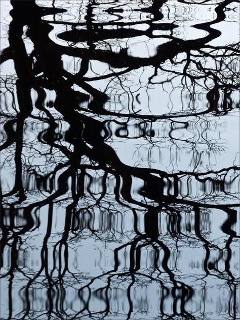 trees reflected in water - Google Search Shadows And Reflections, Water Movement Art, Tree Reflections In Water, Tree In Water, Water Silhouette, Water Shadow, Water Reflection Photography, Photography Reflection, Reflection In Water