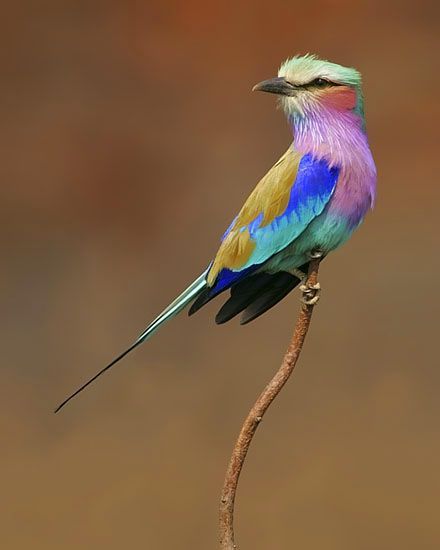 Ladybug Wreaths, Roller Bird, South African Birds, African Birds, Travel Honeymoon, Lilac Breasted Roller, Amazing Birds, Most Beautiful Birds, Colorful Bird