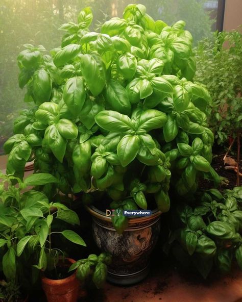 I fed my basil & herb garden banana peel water for 1 month. Here's what happened Container Herbs, Overwintering Geraniums, Pruning Basil, Plant Remedies, Homegrown Herbs, Basil Garden, Basil Herb, Banana Peels, Growing Herbs Indoors