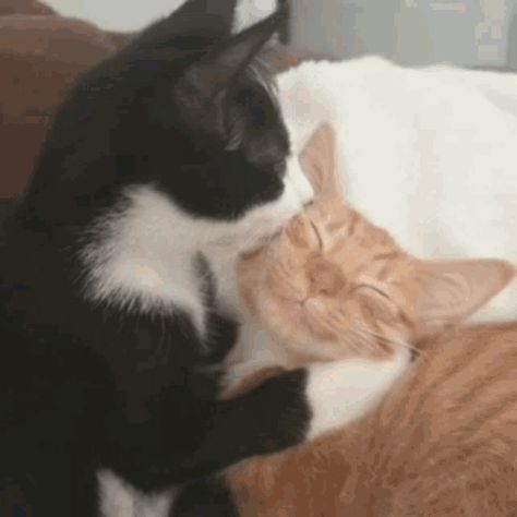 Vanteguggie Taekook Cat GIF - Vanteguggie TaekookCat CatTaekook - Discover & Share GIFs Two Cats, Orange, Bed, White