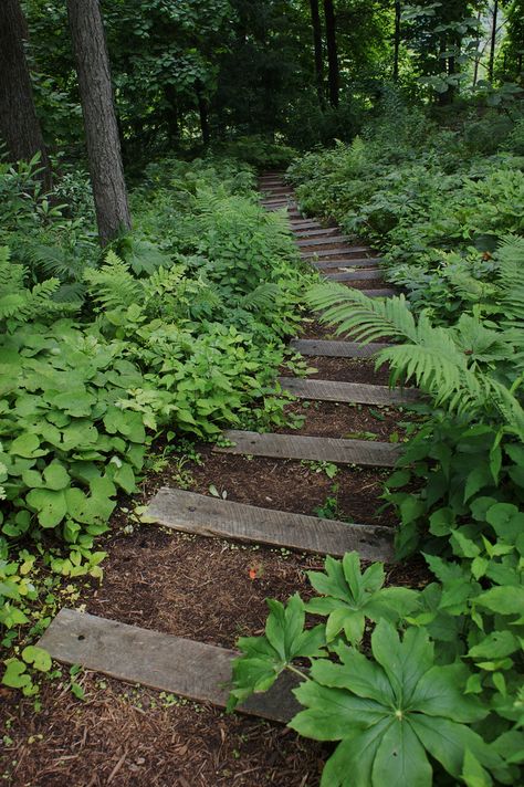 Woodland Garden Steps, Woodland Garden Ideas Enchanted Forest, Woodland Steps, Woodland Landscaping Ideas, Woodland Walkway, Woodland Backyard, Woodland Planting, Woodland Path, Wooded Landscaping