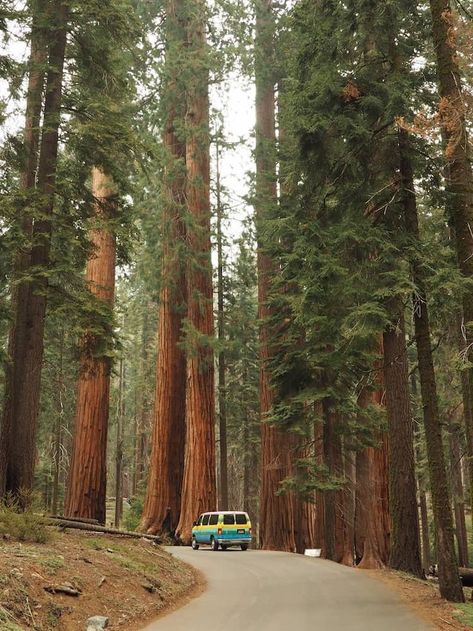 Northern California - The Ultimate Road Trip Itinerary | Above Us Only Skies Northern California Road Trip, Pacific Coast Road Trip, Ultimate Road Trip, Empire Romain, Us Road Trip, American Road Trip, California Travel Road Trips, Road Trip Planning, Summer Road Trip