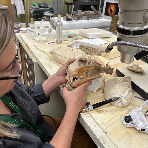 VA Museum of Natural History on Instagram: "Next time you visit the museum, you may be lucky enough to see VMNH Paleontology Research Technician Lucy Treado and VMNH Research Volunteer Alicia Lantz working inside the museum's Elster Foundation Vertebrate Paleontology Lab​ as they continue​ the difficult project of preparing the fossil remains of an ancient cave cat that will be used for future research and eventual display inside the museum's exhibit galleries.   Affectionately named "Petra", the skeleton laid undisturbed deep inside a cave in western Virginia for many centuries until a field crew of nearly a dozen experts led by former VMNH Assistant Curator of Paleontology (and current Fitzpatrick Chair of Paleontology at the Science Museum of Minnesota) Dr. Alex Hastings extracted the f Archaeology Student Aesthetic, Palentogist Aesthetic, Curator Aesthetic, Museum Curator Aesthetic, Paleontology Aesthetic, Zoologist Aesthetic, Zoologist Career, Museum Curator, Research Assistant