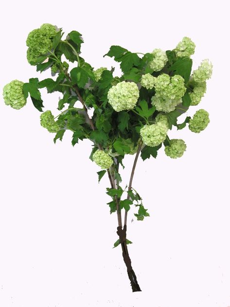 Viburnum Flower is a bulky green flower with big round heads of blooms and large tri-pointed leaves. Use Viburnum flower by itself or combine it with any of our bulk flowers to create unique and romantic wedding bouquets, table centerpieces or flower arrangements. Viburnum Bouquet, Sams Wedding Flowers, Viburnum Flower, Fritillaria Meleagris, Flower Identification, Green Flower, Bunch Of Flowers, Types Of Flowers, Green Flowers