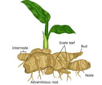 Gardenerd: Organic Edible Gardening | Gingerly We Grow Grow Turmeric, Spring Blooming Flowers, Ginger Rhizome, Growing Ginger, Edible Gardening, Ginger Plant, Culinary Herbs, Plant Science, Organic Turmeric