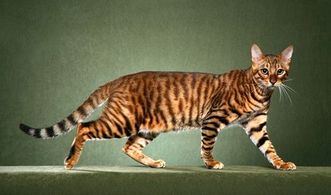 Toyger Kitten, Toyger Cat, Composition Ideas, Gatos Cool, Cat Walking, Selkirk Rex, Tiger Cat, Art Composition, Korat