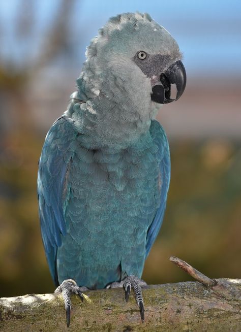 Parrot Thought To Be Extinct In The Wild Spotted Soaring Free Rare Creatures, Bird Crochet, Drawing Bird, Crochet Bird, Blue Macaw, Bird Tattoos, Bird Paintings, Bird Drawing, Amazing Birds