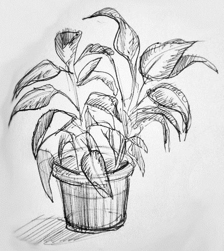 Get Better At Drawing, Drawing Plants, Plant Sketches, Pen Art Drawings, Fun To Draw, Easy Drawings Sketches, Nature Drawing, Plant Drawing, Arte Inspo