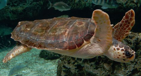 Loggerhead Sea Turtle Sea Turtle Species, Land Turtles, Loggerhead Turtle, Loggerhead Sea Turtle, Western Caribbean, Best Snorkeling, Sea Otter, Grand Cayman, Reptiles And Amphibians