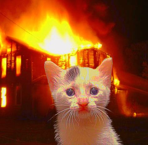 Cat With Fire Meme, Cursed Kitten, Cursed Cat Pfp, Evil Cats, Hannah Core, Fire Pfp, Cursed Cats, Cursed Cat, Silly Cars