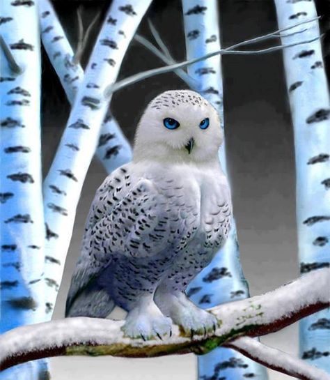 Snowy Owl Snow Owl, Owl Pictures, Beautiful Owl, White Owl, Owl Bird, Snowy Owl, Owl Art, Pretty Birds, Colorful Birds