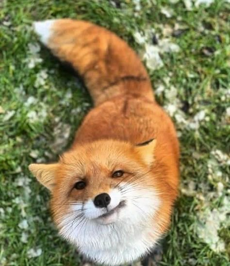 Fox Looking Up, Funny Foxes, Fox Funny, Cute Foxes, Fox Wallpaper, Red Foxes, Fox Pictures, Foxes Photography, Fox Baby