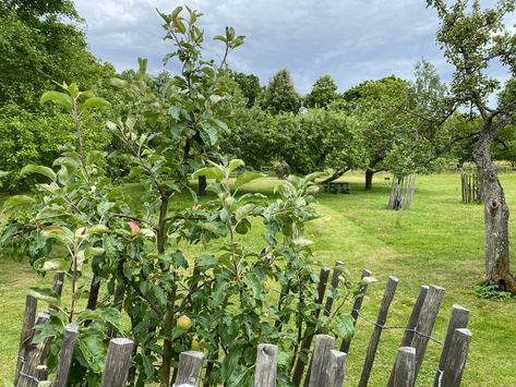 How To Start A Multi Fruit Backyard Orchard Starting An Orchard, Fruit Garden Layout, Backyard Orchard, Fruit Trees Backyard, Fruit Orchard, Orchard Design, Garden Rock Border, Growing Trees, Bird Houses Diy