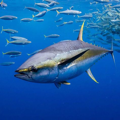 Maldives Fish, Maldives Marine Life, Plenty Of Fish In The Sea, Tropical Fish Photography, Tuna Can, Green Spotted Puffer Fish, Bluefin Tuna, Yellowfin Tuna, National Animal