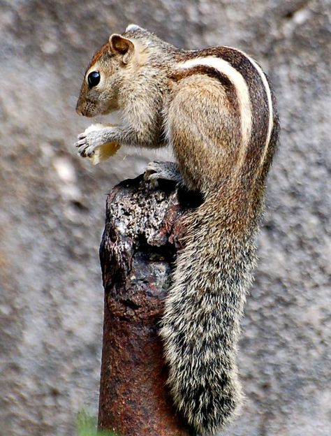 Indian Squirrel, Indian Palm Squirrel, Elephant Shrew, Prairie Dog, Chipmunks, Cuteness Overload, Sri Lanka, Animal Kingdom, Mammals