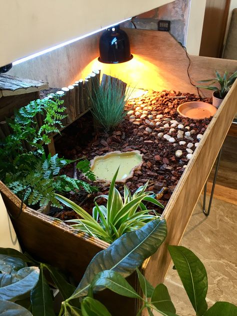 Turtle Cage Indoor, Raised Garden Bed For Tortoise, Turtle Table Tortoise Habitat, Tortoise Habitat Ideas Indoor, Pet Tortoise Habitat, Tortoise Pet Care, Tortoise Cage Indoor, Turtle Indoor Habitat, Indoor Tortoise Habitat