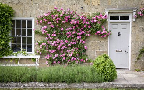 Training a climbing or rambling rose allows you to direct the growth of your roses for even coverage. However you decide to grow and train your climber or rambler, it will need tying-in to secure it to the support structure. Follow our simple guide to training and tying in your rose. Climbing Roses Trellis, The English Roses, Red Climbing Roses, Cornwall Garden, Rambling Rose, Rose Trellis, Climbing Rose, Rose Stone, Shrub Roses