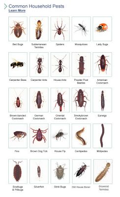 Household Bugs, Bug Identification, Insect Identification, Rid Of Bed Bugs, Bed Bug Bites, Household Pests, Flea Prevention, Bees And Wasps, Termite Control