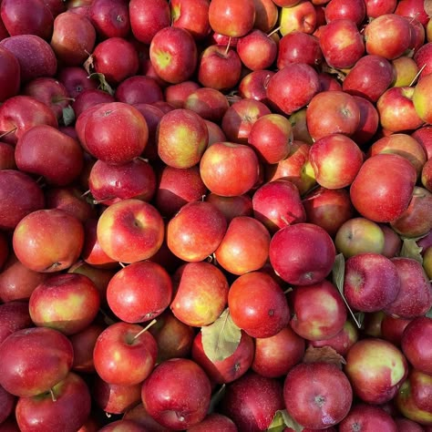 Fall Apple Picking Aesthetic, Apple Picking Aesthetic, Fall Apple Picking, Brotherband Chronicles, Gilmore Girls Seasons, Apple Core, Autumn Walk, Apple Jack, Apple Season