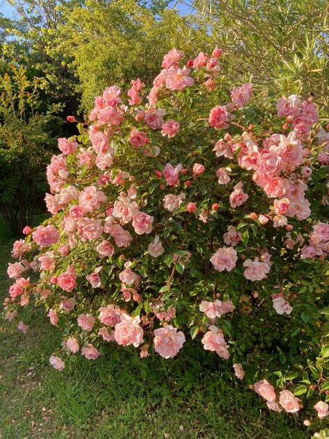 Rose Bush Background, Rose Bush Aesthetic, Rose Bush Garden, King Asmodeus, Pink Cottagecore Aesthetic, Jen Deluca, Wild Rose Bush, Pink Rose Bush, Roses Bush