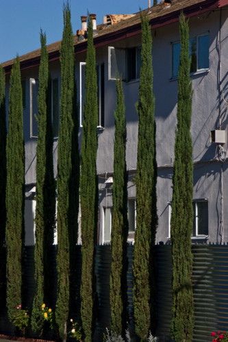 italian cypress trees along fence - Google Search Maple Tree Landscape, Apartment Facade, Italian Cypress Trees, Italian Cypress, Modern Landscape Design, Easy Landscaping, Cypress Trees, Traditional Landscape, Landscaping Tips