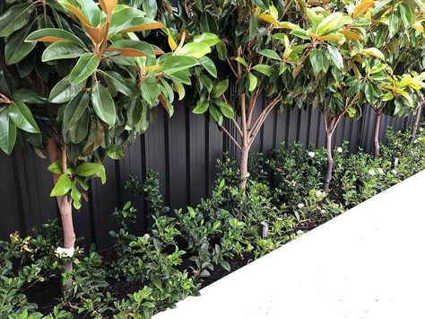 ASCHER🍃 on Instagram: “Magnolias underplanted with Gardenias... and yes, a black painted fence behind 🖤…” Ascher Smith Landscaping, Magnolia Garden Bed, Gardenias Landscaping Front Yards, Gardenia Garden Ideas, Gardenia Landscaping Ideas, Magnolia Tree Landscaping, Gardenia Shrub, Acreage Landscaping, Privacy Landscaping Backyard