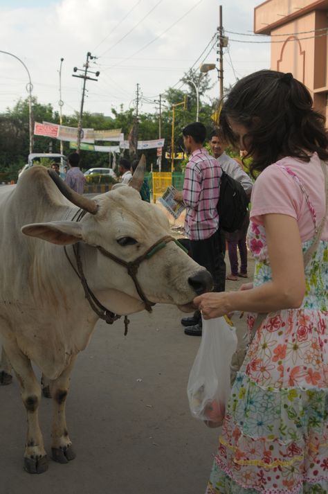 (On a street in India) This cow was participating in helping me do a good deed and at the same time work thru a bit of bad karma (gently & nicely as cows do) I was too slow at giving her the apples, so she pushed me with her horns, ripping a hole in my dress! But all's well that ends well I guess ! Cow Feeding, Cow Feed, Feeding Birds, Bad Karma, Indian Culture And Tradition, Modern India, Cow Calf, A Cow, Good Deeds