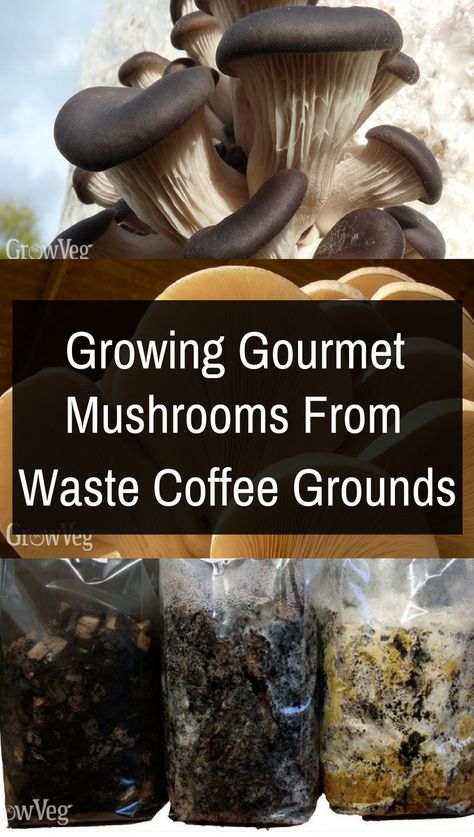 Growing Gourmet Mushrooms at Home from Waste Coffee Grounds Mushroom Farming, Growing Mushrooms At Home, Grow Mushrooms, Mushroom Growing, Mushroom Cultivation, Garden Mushrooms, Oyster Mushrooms, Edible Mushrooms, Veg Garden