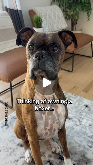 Brindle Boxer Puppies, Cute Boxer Puppies, Boxer Dogs Funny, Brindle Boxer, Boxer Mom, Funny Boxer, Boxer (dog), Boxer Puppy, Boxer Love