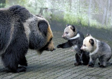 Found on Bing from shaggygod.proboards.com Asian Animals, Sloth Bear, Brown Bears, Blue Bear, Bear Dog, Wild Creatures, Wildlife Habitat, All About Animals, Love Bear