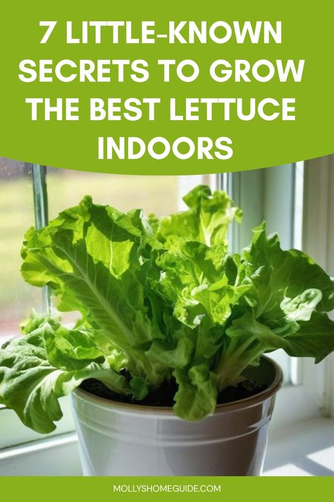 Discover the ultimate guide on how to grow lettuce indoors! Whether you're an experienced gardener or a newbie, this comprehensive tutorial will walk you through the steps from start to finish. Learn about the best varieties of lettuce to grow indoors, essential tips for successful cultivation, and innovative gardening techniques that will help maximize your indoor space. With a little patience and dedication, you'll soon be enjoying fresh, crisp lettuce right from your own homegrown garden. Indoor Lettuce Growing, How To Grow Butter Lettuce, Food Plants To Grow Indoors, Grow Romaine Lettuce Scrap, Edible Indoor Plants, How To Grow Lettuce Indoors, Indoor Lettuce Garden, Indoor Veggie Garden, Lettuce Garden