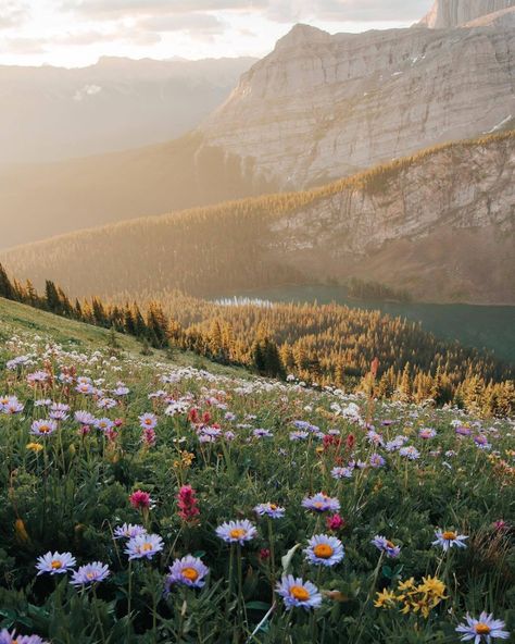 Alpine Meadow, Nature Aesthetic, Pretty Places, Nature Travel, Mother Earth, Beautiful World, Pretty Pictures, Beautiful Landscapes, Happy Places