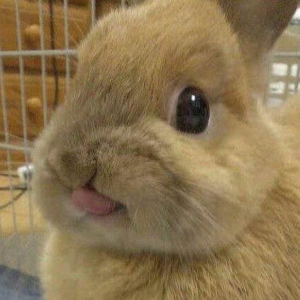 Bunny Deku, Daily Bunny, Pet Bunny Rabbits, Cutee Animals, Cute Bunny Pictures, Cute Animals Puppies, Bunny Pictures, Pet Bunny