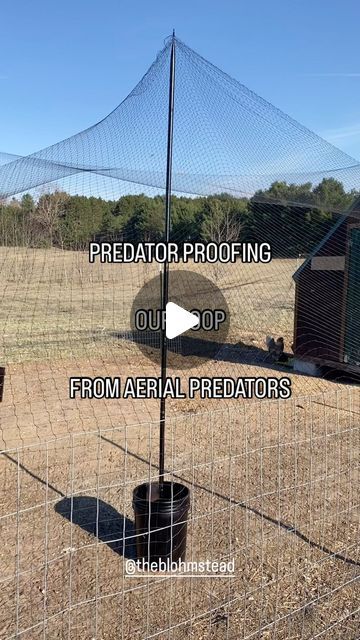 The Blohmstead || Erin on Instagram: "We added poultry netting above our chicken run after one too many aerial predator attacks. We will still let our flock free range when we’re out and can keep an eye on them, but aren’t taking the risk again of hawks getting our girls.   Let me know if you want the materials list, and I’ll put one together!  #chickens #chickensofinstagram #backyardchickens #chicken #hens #farmlife #poultry #petchickens #hensofinstagram #eggs #chickensofig #chickenlife #homestead #farm #crazychickenlady #freerangechickens #chickencoop #chicks #chickenlove #backyardpoultry #chooks #rooster #ilovechickens #happyhens #chickensaspets #h #happychickens #hen #freerange #backyardflock" Bird Netting Over Chicken Run, Enclosed Chicken Run Ideas, Chicken Coop Netting, Chicken Run Netting, Chicken Netting Fence, Hen Run Ideas, Hawk Proof Chicken Run, Netting Over Chicken Run, Free Range Chicken Farm Design