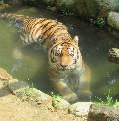 Cute Tigers, Pretty Animals, A Tiger, Silly Animals, Like Animals, Fluffy Animals, Cute Wild Animals, Cute Animal Photos, Silly Cats