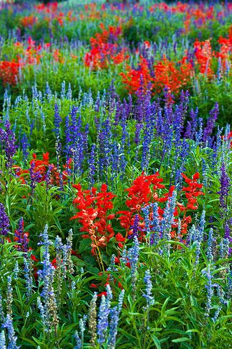 _MG_0396 Salvia Splendens Flare Red; Salvia Farinacea Victoria Blue; Fairy Queen; Evolution Deep Violet | by www.cemillerphotography.com Red Salvia, Alpine Garden, Healing Garden, Fairy Queen, Blue Fairy, Flower Gardens, Garden Path, Memorial Garden, Plant Combinations