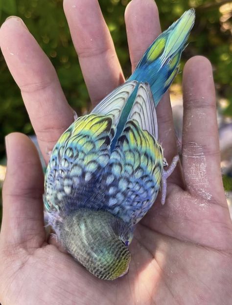 Budgie Colors, Baby Budgies, Budgies Bird, Funny Parrots, Cute Small Animals, Bird Care, Animal Magic, Parakeets, Pretty Animals