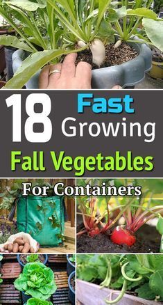 Fall Vegetables To Plant, Farming Tips, Fast Growing Vegetables, Plant Vegetables, Utah Style, Urban Homestead, Fall Gardening, Winter Gardening, Indoor Ideas