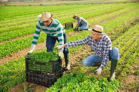 Male farm workers picking arugula on field stock image, #field, #ADVERTISEMENT, #stock, #image, #ad Canfield Casino, Farm Workers, Arugula, Casino, Stock Images