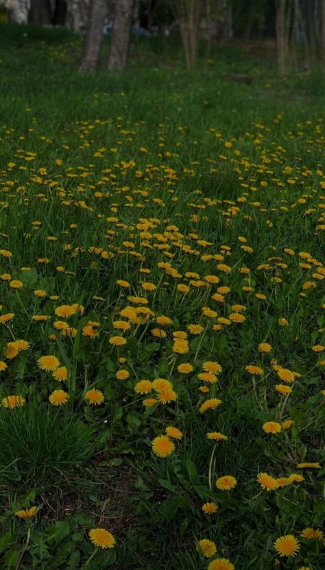 Dandelion Lockscreen, Fields Of Dandelions, Dandelion Aesthetic Yellow, Yellow Dandelion Aesthetic, Dandelion Wallpaper Aesthetic, Dandelion Field Aesthetic, Yellow Nature Aesthetic, Dandelion Flower Aesthetic, East Europe Aesthetic