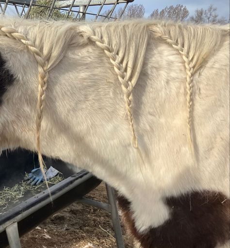 This braid is pretty easy. It’s just some simple, smaller French braided sections. Clysdale Horses, Mane Braids, Horse Braids, Horse Mane Braids, Tail Hairstyles, Horse Braiding, Tail Hairstyle, Horse Mane, Horse Grooming