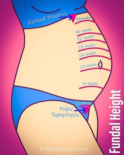 Pregnancy Trimester Chart, Trimester Chart, Fundal Height, Pregnancy Chart, Note On Instagram, Midwifery Student, Postpartum Care Kit, Basic Anatomy And Physiology, Gestational Age