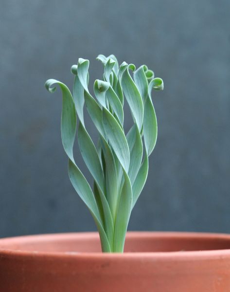 。・゜・。・゜・ Albuca Concordiana, Plant Seeds, Succulent, For Sale