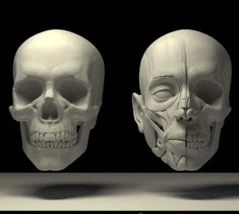 The head structure, Tai ji on ArtStation at https://www.artstation.com/artwork/gKJq8 Human Head Anatomy, Skull Head Reference, Head Structure, Head Structure Drawing, Good Bone Structure Faces, Bone Structure Face, Skull 3/4 View, Anatomy Head, Human Skull Front View