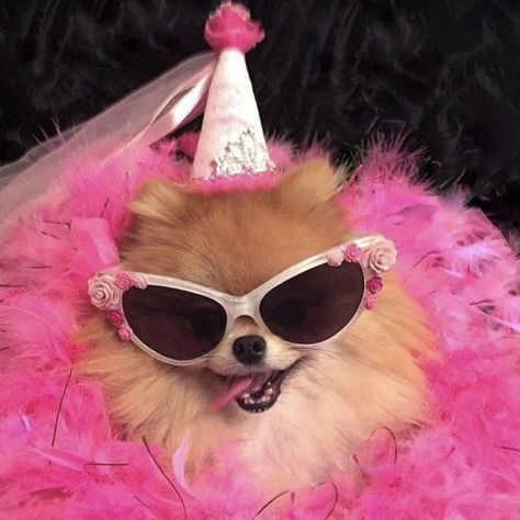 Fabulous on her birthday! 💕💗💖💞💓 #pomeraniangang Party Icon Aesthetic, Party Animal Aesthetic, Puppy Icon, Pomeranian Funny, Spotify Icon, Shirt Collars, Whatsapp Pictures, Birthday Icon, Animal Humour