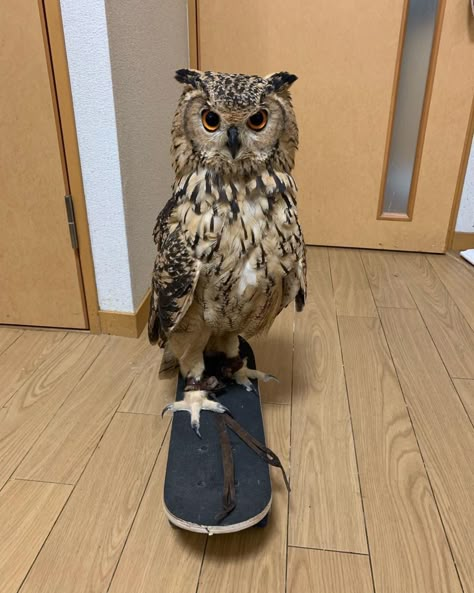 Pet Owl Aesthetic, Owl Pfp Animal, Owl Fursona, Owl Therian, Pet Owls, Owls Aesthetic, Owl Aesthetic, Pet Owl, Owls Cute